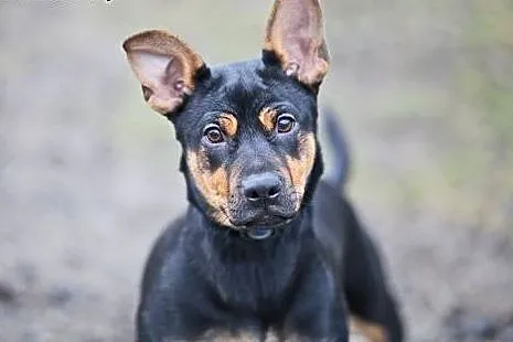 OTOZ Animals - Czorcik - 5.mies. kochany, szalony 