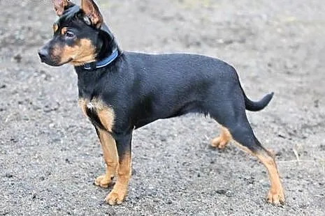OTOZ Animals - Czorcik - 5.mies. kochany, szalony 
