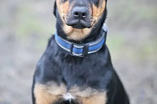 OTOZ Animals - Czorcik - 5.mies. kochany, szalony 