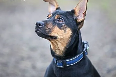 OTOZ Animals - Czorcik - 5.mies. kochany, szalony 