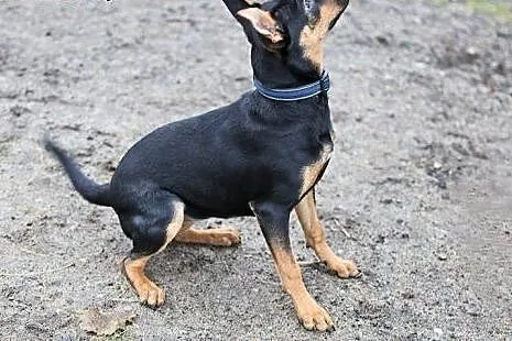OTOZ Animals - Czorcik - 5.mies. kochany, szalony 