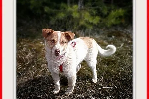 RUSSEL,1rok,młody,mały,łagodny,wesoły piesek,krótkie  łapki.ADOPCJA,  małopolskie Kraków