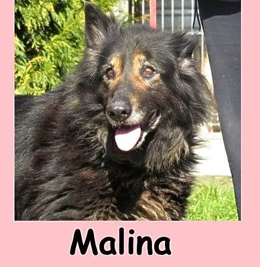 Malinka - dojrzała porzucona sunia do adopcji, śl