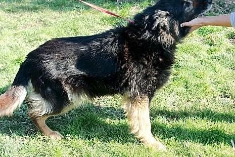 Malinka - dojrzała porzucona sunia do adopcji,  śl