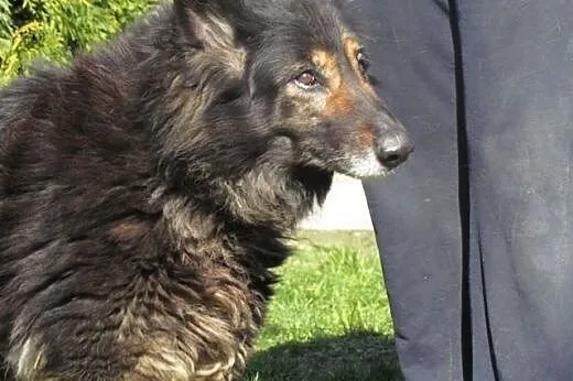 Malinka - dojrzała porzucona sunia do adopcji,  śl