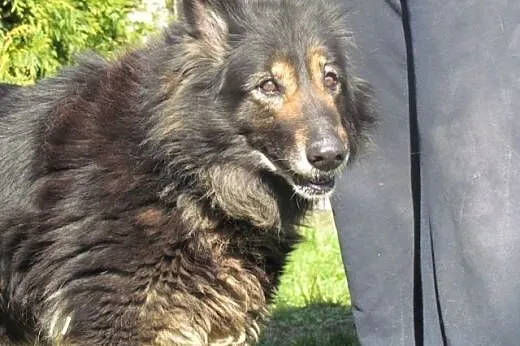 Malinka - dojrzała porzucona sunia do adopcji,  śl