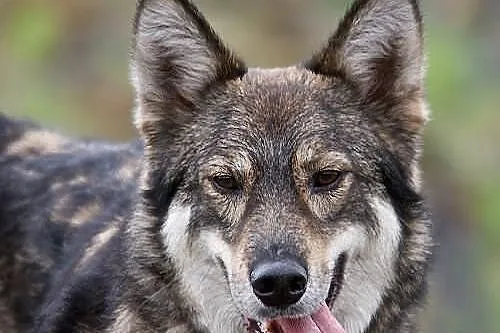 Simba - łagodny psiak o wyglądzie wilka szuka koch