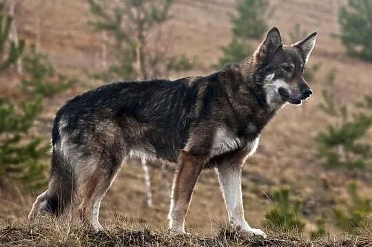Simba - łagodny psiak o wyglądzie wilka szuka koch