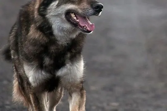 Simba - łagodny psiak o wyglądzie wilka szuka koch