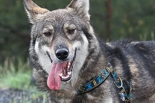 Simba - łagodny psiak o wyglądzie wilka szuka koch