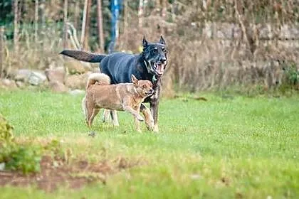 Grzeczny, przyjazny Portos szuka domu!