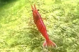Krewetki Red Sakura