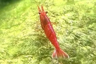 Krewetki Red Sakura