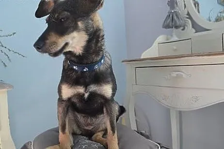 Malizna do adopcji.,  dolnośląskie Wałbrzych