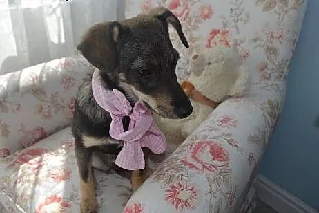 Malizna do adopcji.,  dolnośląskie Wałbrzych