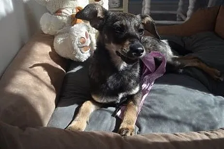 Malizna do adopcji.,  dolnośląskie Wałbrzych