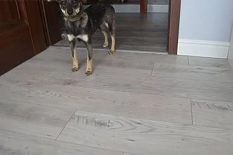 Malizna do adopcji.,  dolnośląskie Wałbrzych