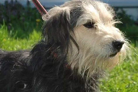 2 letni malutki i łagodny Szuwarek,  śląskie Gliwi