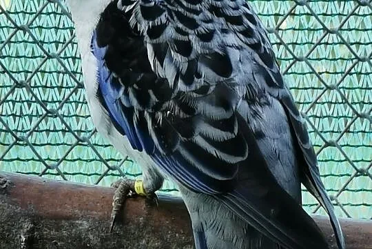 Rozelle królewskie pary. Likwidacja hodowli, Mazowieckie, Żyrardów