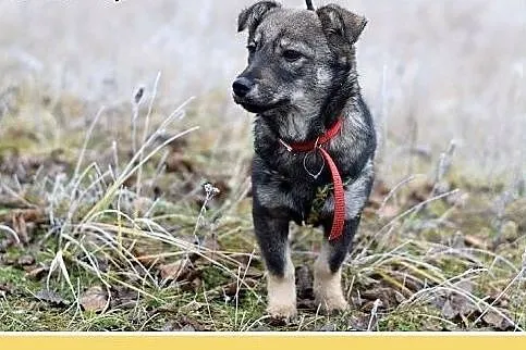 9mies.mała 7kg,łagodna,tulaśna,wesoła suczka JARKA.Adopcja,  dolnośląskie Wrocław