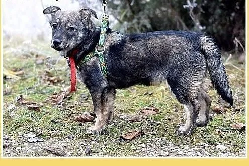 9mies.mała 7kg,łagodna,tulaśna,wesoła suczka JARKA