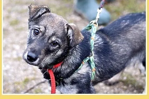 9mies.mała 7kg,łagodna,tulaśna,wesoła suczka JARKA