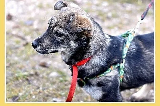 9mies.mała 7kg,łagodna,tulaśna,wesoła suczka JARKA