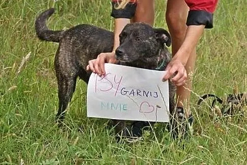 Śliczna, pręgowana suczka szuka domu,  mazowieckie