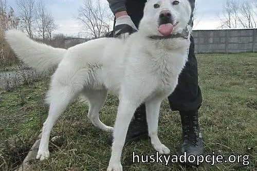 VIPER- piękny i niezależny pies husky do adopcji, 