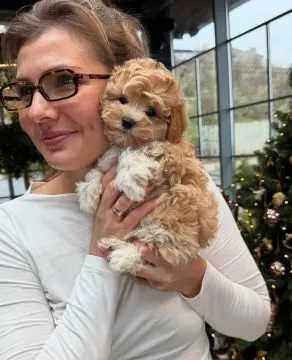 Maltipoo szczeniak ! Szczeniak hybryda pudel toy + maltanczyk