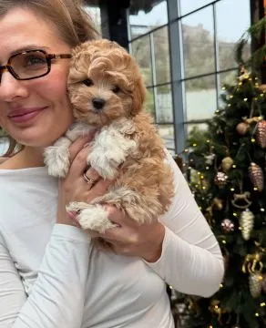 Maltipoo szczeniak ! Szczeniak hybryda pudel toy + maltanczyk, , Wrocław