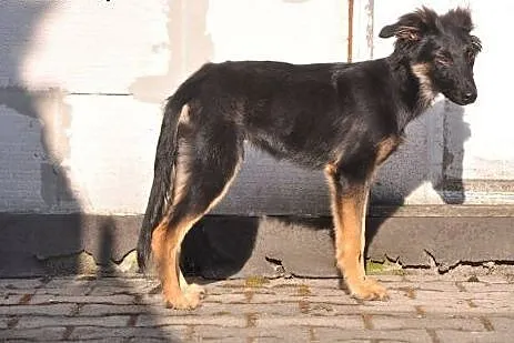 Ignaś szuka kochającego domu! :),  dolnośląskie Je