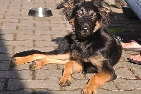 Ignaś szuka kochającego domu! :),  dolnośląskie Je