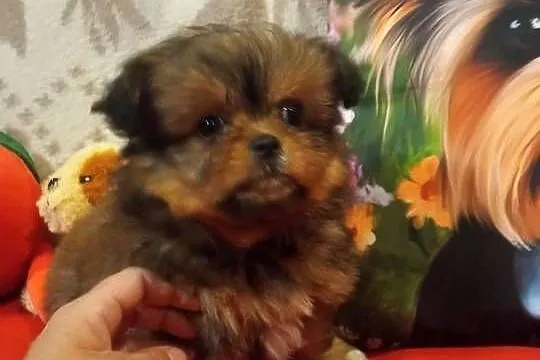 Dziewczynka hybryda szpic z shih tzu