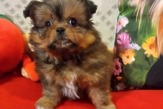 Dziewczynka hybryda szpic z shih tzu, Kujawsko-pomorskie, Brodnica