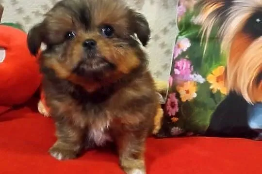 Dziewczynka hybryda szpic z shih tzu, Kujawsko-pomorskie, Brodnica