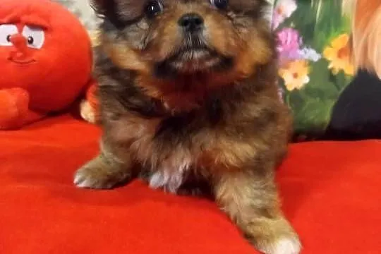 Dziewczynka hybryda szpic z shih tzu, Kujawsko-pomorskie, Brodnica