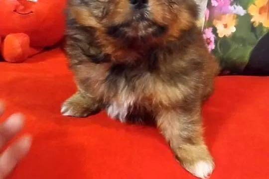 Dziewczynka hybryda szpic z shih tzu, Kujawsko-pomorskie, Brodnica