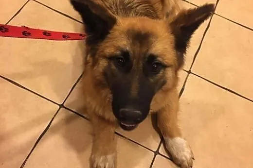TOFFIE- słodki szczeniak do adopcji,  mazowieckie 