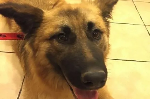TOFFIE- słodki szczeniak do adopcji,  mazowieckie 