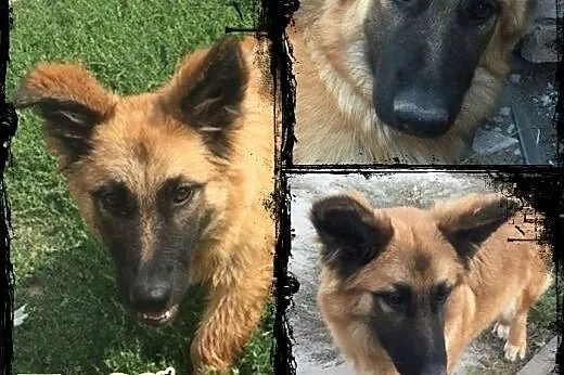 TOFFIE- słodki szczeniak do adopcji,  mazowieckie 