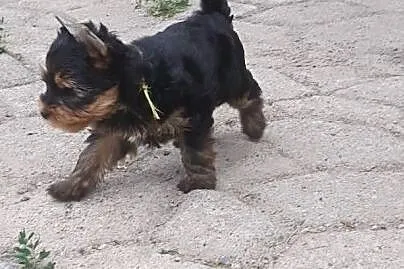 Yorkshire Terrier pieski, Szczecin