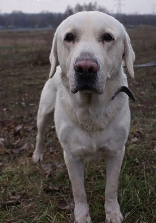 Piękny biszkoptowy labrador szuka domu., śląskie