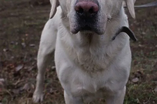 Piękny biszkoptowy labrador szuka domu.,  śląskie 