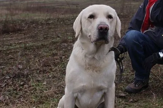 Piękny biszkoptowy labrador szuka domu.,  śląskie 