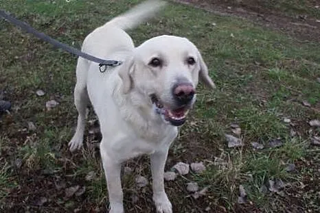 Piękny biszkoptowy labrador szuka domu.,  śląskie 