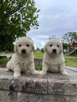 Most beautiful and outstanding Golden Retriever puppies ready to make a new family awe, , Krasków