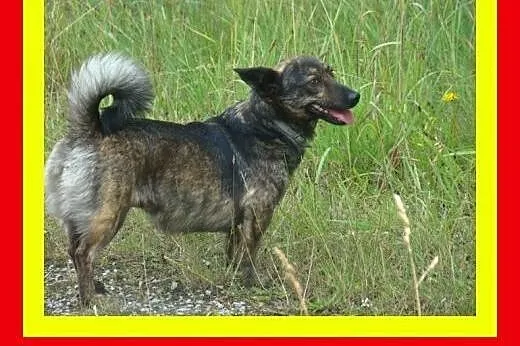 8kg,sympatyczna,pręgowana suczka na krótkich łapkach, PRĘGUSKA,  dolnośląskie Wrocław