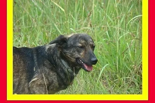 8kg,sympatyczna,pręgowana suczka na krótkich łapka