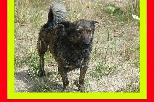 8kg,sympatyczna,pręgowana suczka na krótkich łapka